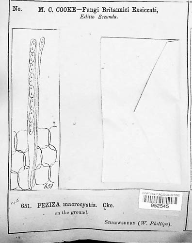 Anthracobia macrocystis image